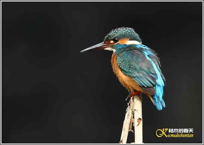 远近鈥溞〈溻澑鞑煌菊掌 远近鈥溞〈溻澑鞑煌菊掌