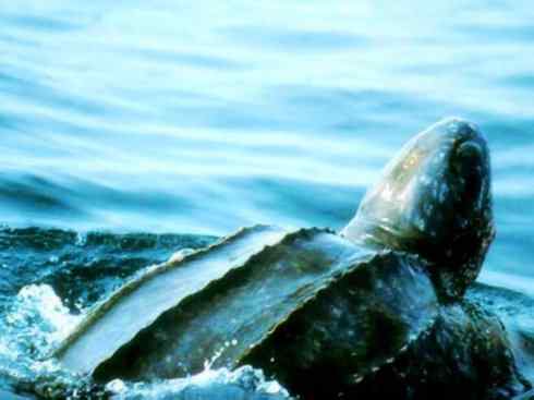 自然奇观：动物大迁徙(棱皮龟类)