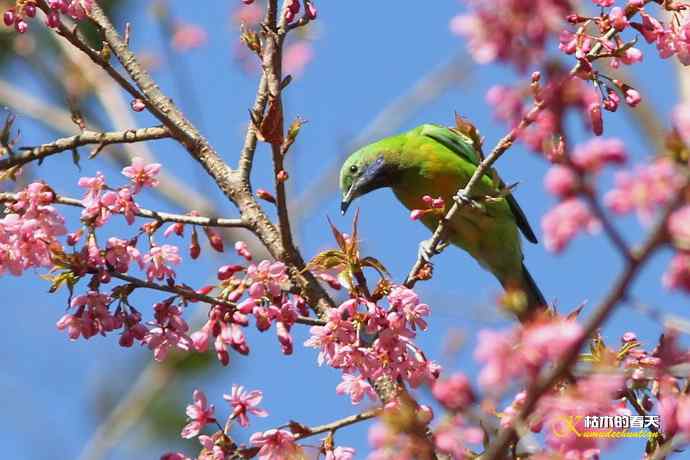 云南拍鸟的几张记录片 云南拍鸟的几张记录片