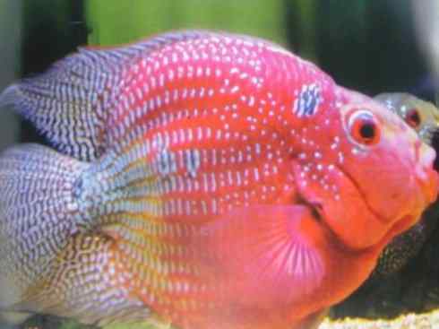 鱼类活化石：澳洲肺鱼