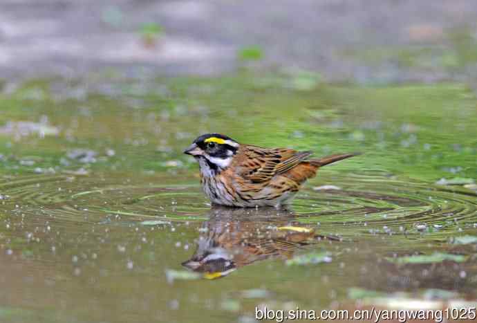 黄眉鹀(6) 黄眉鹀(6)