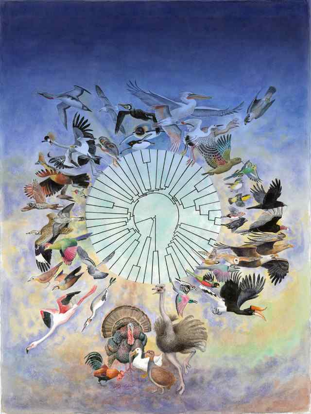 大话鸟类演化新系统树