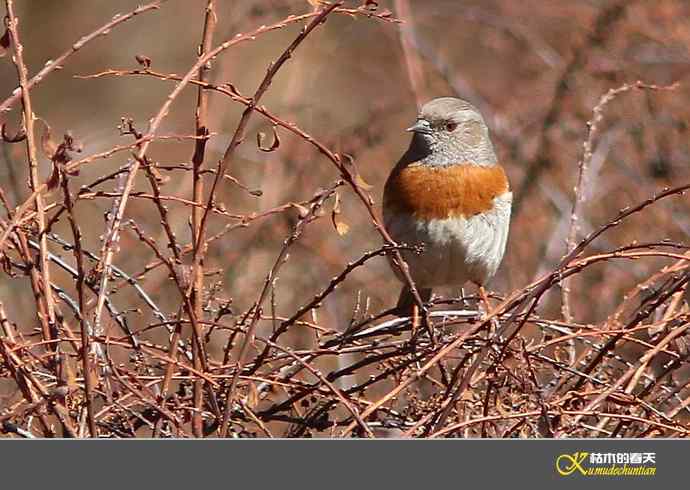 高原鸟鈥滒堆茵意潯臼蹬摹