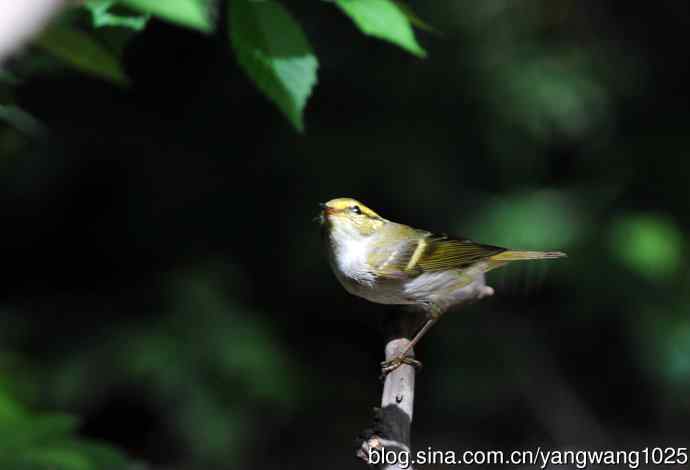 黄腰柳莺（5）