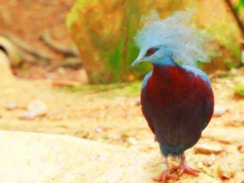 白头鸟系列：另类的美丽11（鸠鸽）