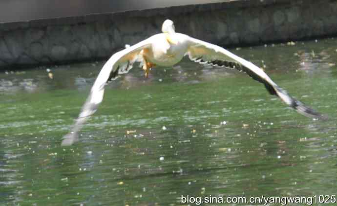 鹈鹕(抓拍) 鹈鹕(抓拍)