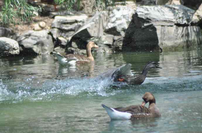 海鸥与打架的鸿雁 海鸥与打架的鸿雁
