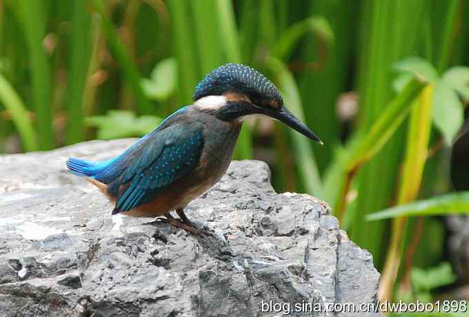 小小翠儿沐浴着父爱快乐成长--献给父亲节