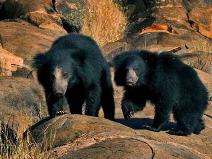 盘点十二大著名食蚁动物：懒熊