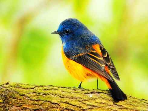 美丽无罪：雀鸟之红尾鸲