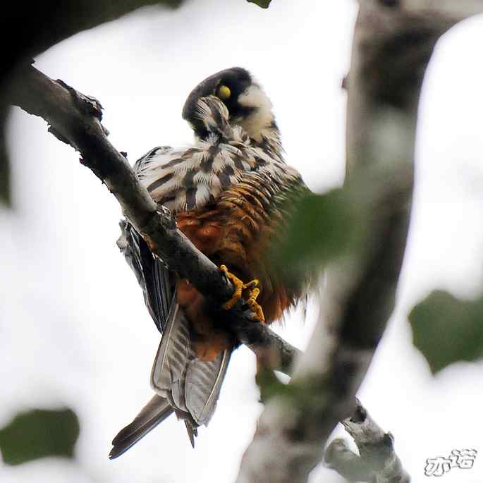 圆明园拍鸟——梳羽的燕隼