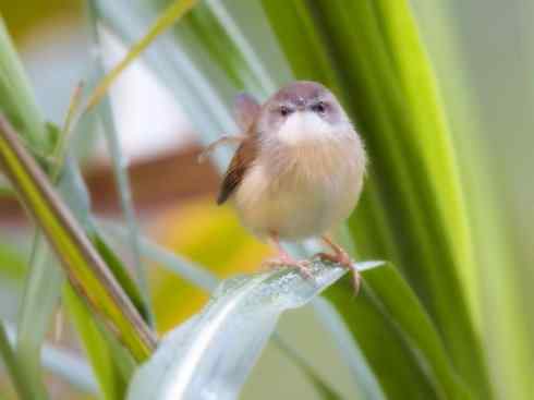 十大鸟类建筑师之四（扇尾莺、缝叶莺）