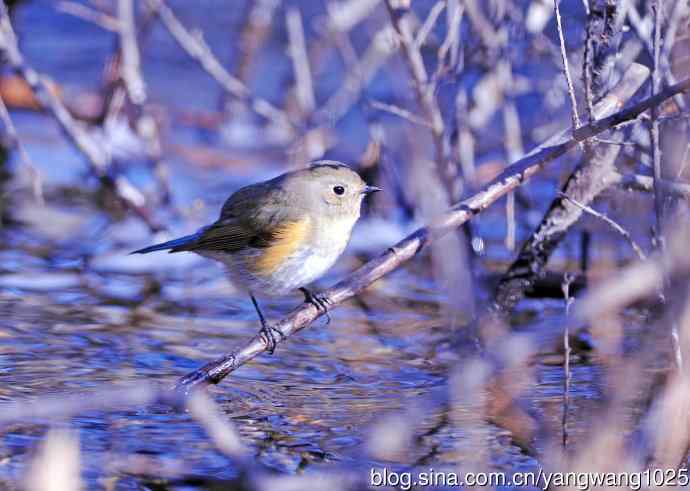 雌性红胁蓝尾鸲(36)