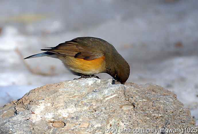 红肋蓝尾鸲（雌性）1