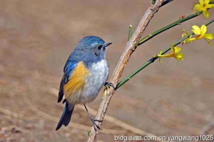 雄性红胁蓝尾鸲（21）