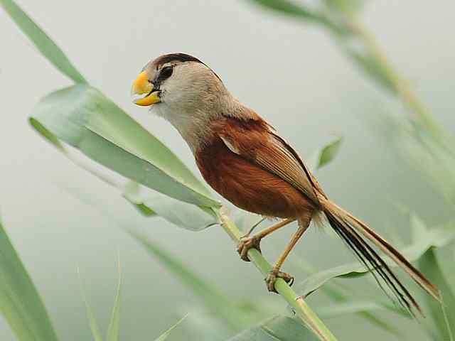 衡水湖印象(震旦鸦雀)