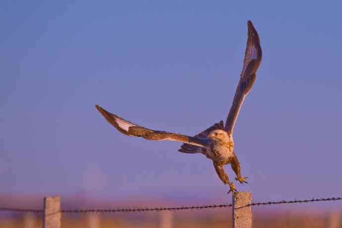 驹行千里追落日 wbr wbr醉美夕阳摄大雕