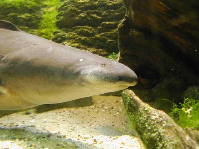 鱼类活化石：裸臀鱼