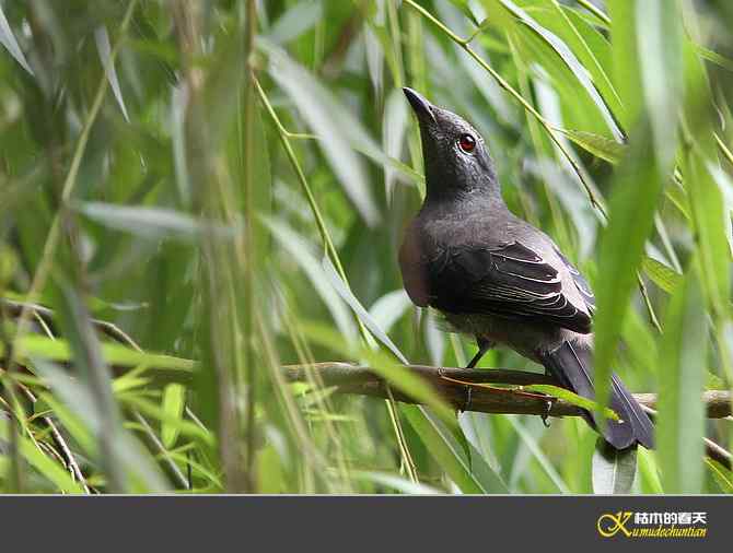 记录暗灰鹃鵙{照片】