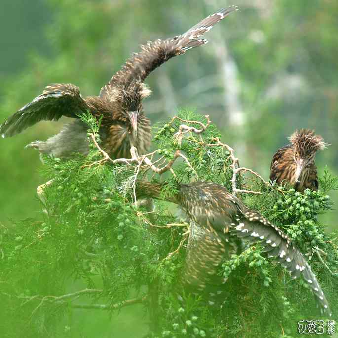 小白鹭与小夜鹭 小白鹭与小夜鹭