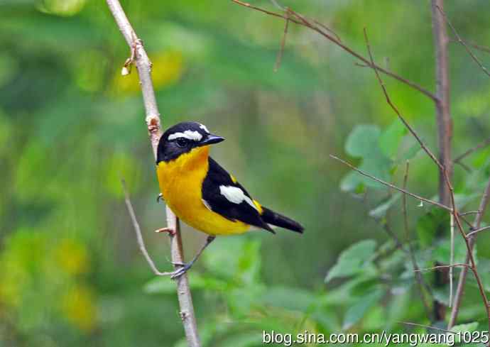 雄性白眉姬鹟（1）