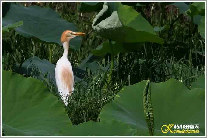 最后一抹夕阳下的鈥溑１仇剽潯菊掌