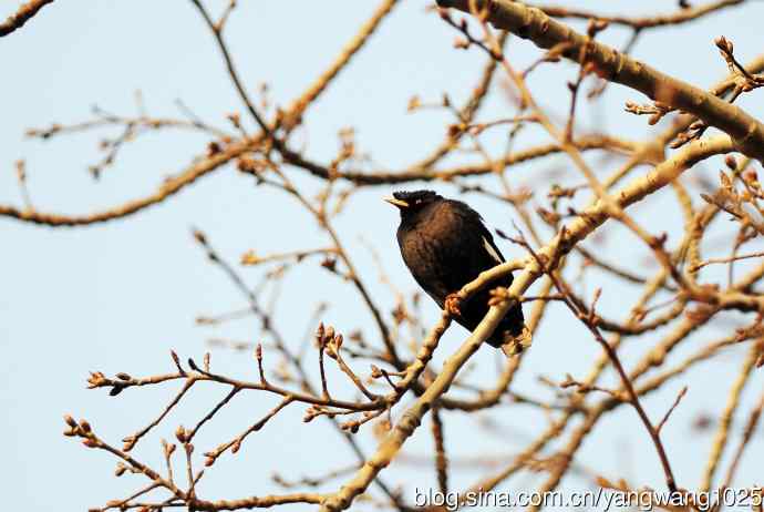 杂片（斑鸫与八哥）随拍