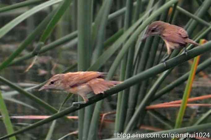 桑拿天打鸟 wbr真是乐使银(奥体公园)