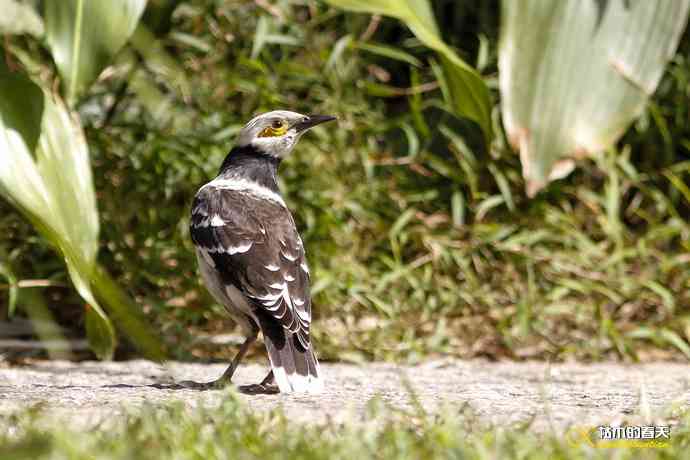 厦门的鈥湶四疋濃斺敽诹扉Ｄ