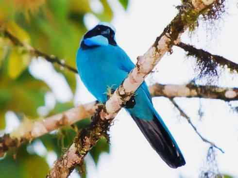 美丽无罪：雀鸟之绿鹊