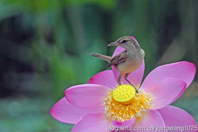 东方大苇莺与荷花（6）