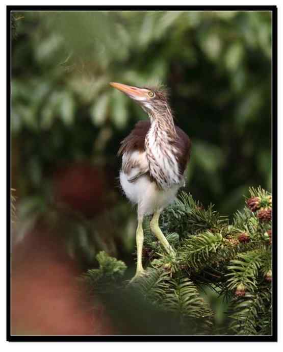 阳山摄鹭之池鹭篇