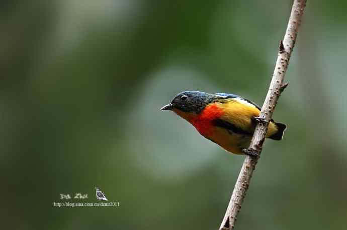 2013第一枪鈥溗焘澓卦