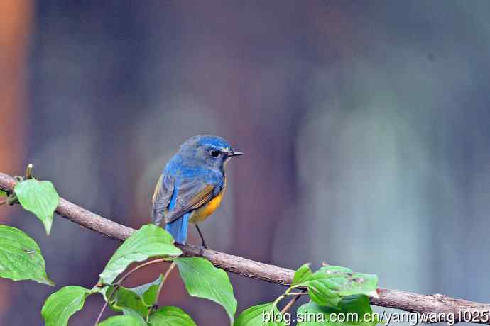 雄性红胁蓝尾鸲(33) 雄性红胁蓝尾鸲(33)