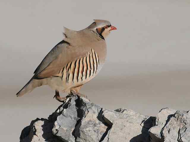 石鸡 wbr. wbr时机