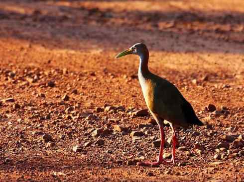 猎奇：奇特的鸟喙之二