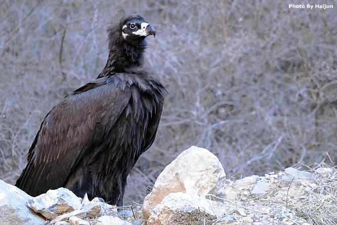 驱车永定河峡谷拍摄秃鹫