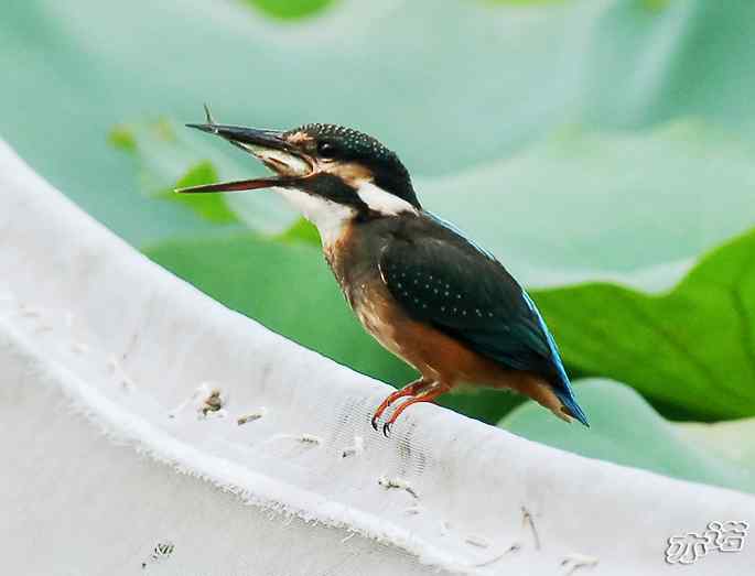 圆明园&nbsp;wbr路&nbsp;wbr小翠吃大鱼