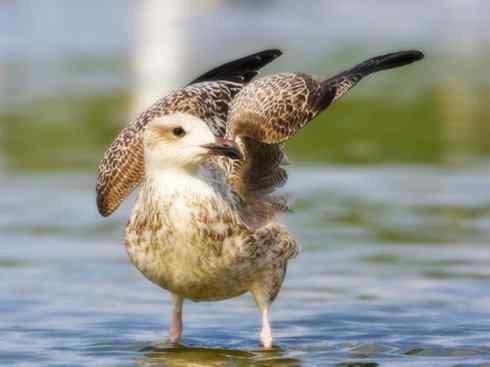 白头鸟系列：另类的美丽10（海鸥）