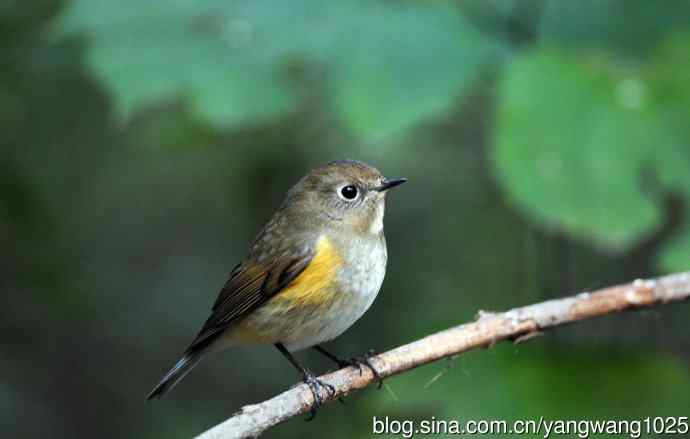 雌性红胁蓝尾鸲（61）