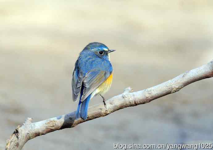 雄性红胁蓝尾鸲（5）