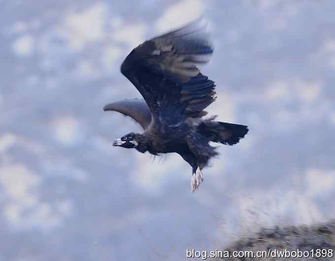 奔袭峡谷 wbr深山围剿座山雕 奔袭峡谷 wbr深山围剿座山雕