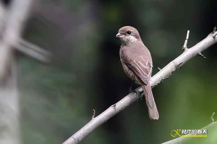 迁徙季的红喉姬鶲、灰卷尾、红尾伯劳