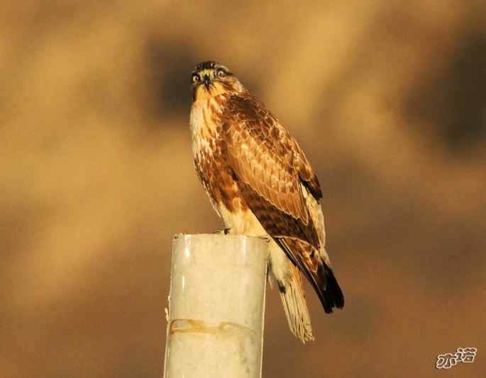 白河峡谷的鵟 白河峡谷的鵟