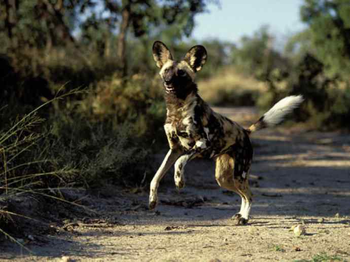 犬科：薮犬亚科非洲野犬属之非洲野犬