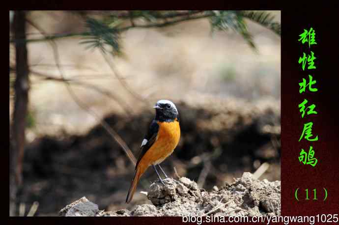 雄性北红尾鸲（11）