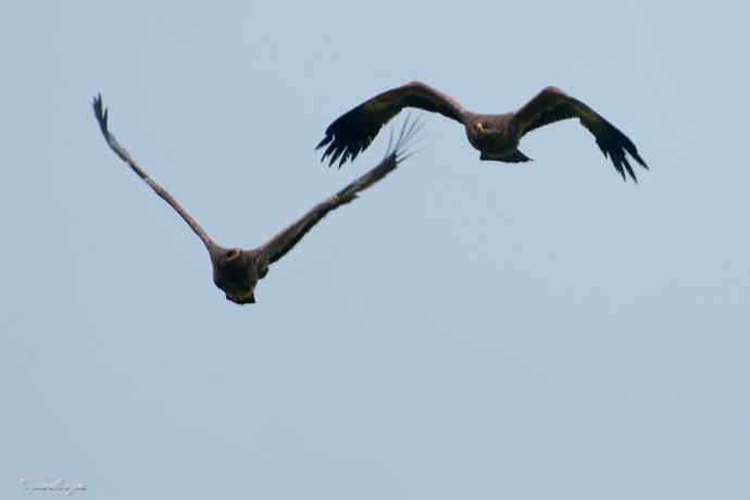 我和草原雕有个约定