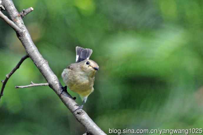 秋天的红喉姬鹟(8) 秋天的红喉姬鹟(8)