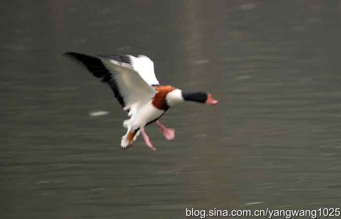 雨前、雾中拍水禽（十月十日杂片纪实）