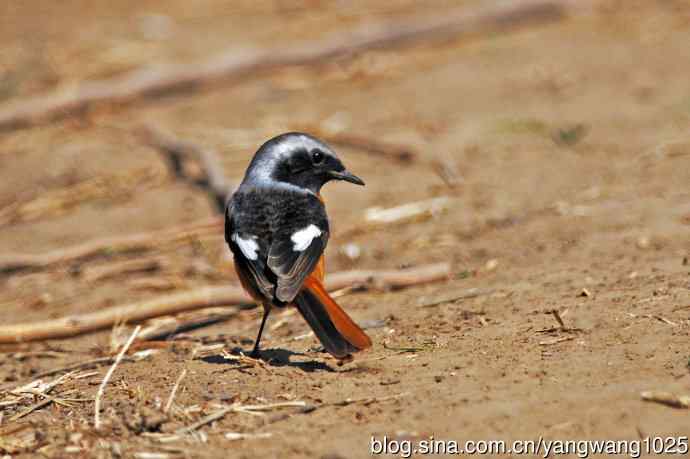 雄性北红尾鸲（12）